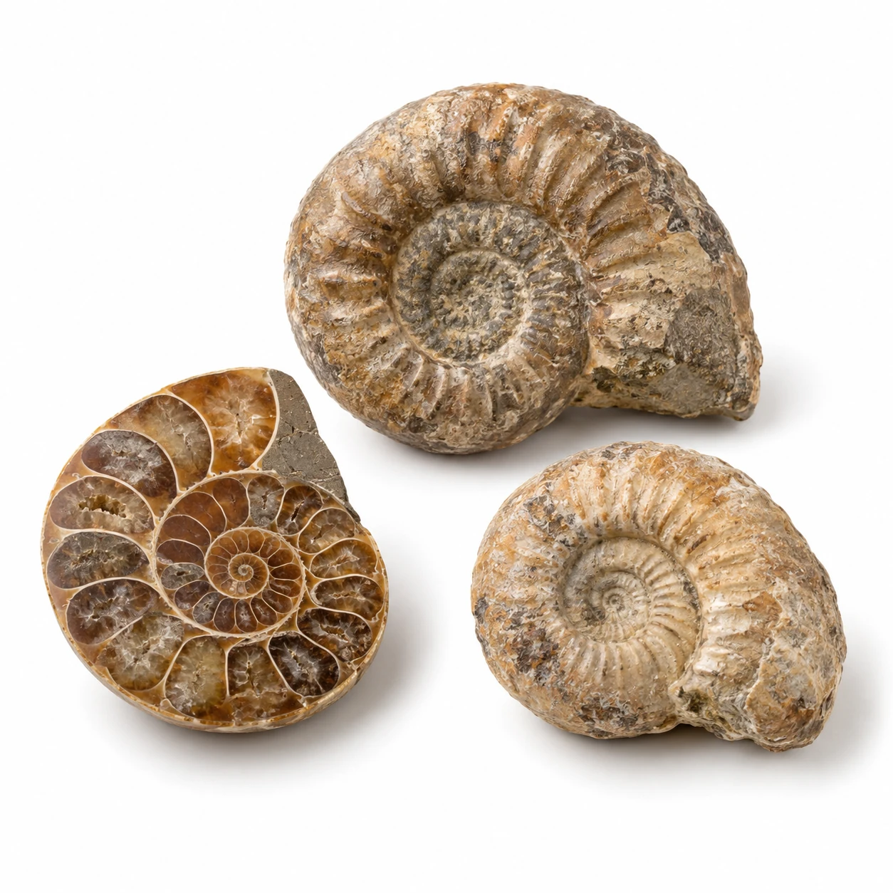 Natuurlijke gepolijste of ruwe ammoniet met zichtbare spiraal