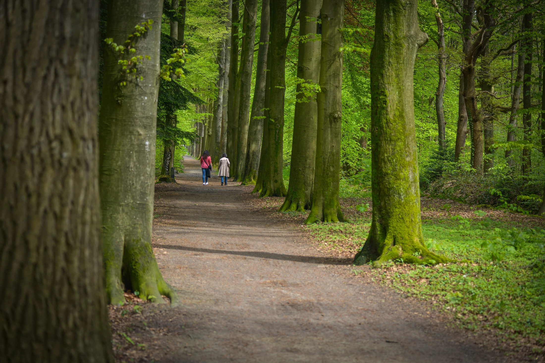Twee wandelaars op een rustig pad tussen hoge bomen in het Asserbos